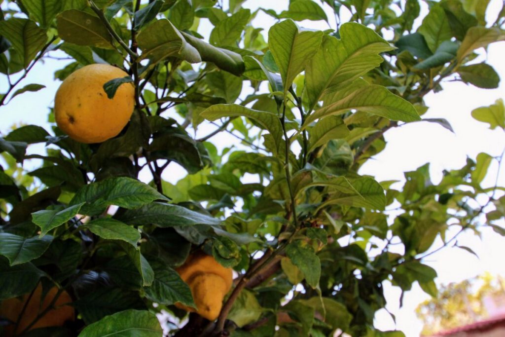 rustieke villa in Moraira te koop